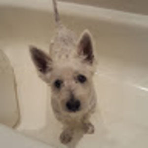 Meet your Posher, Sylvia